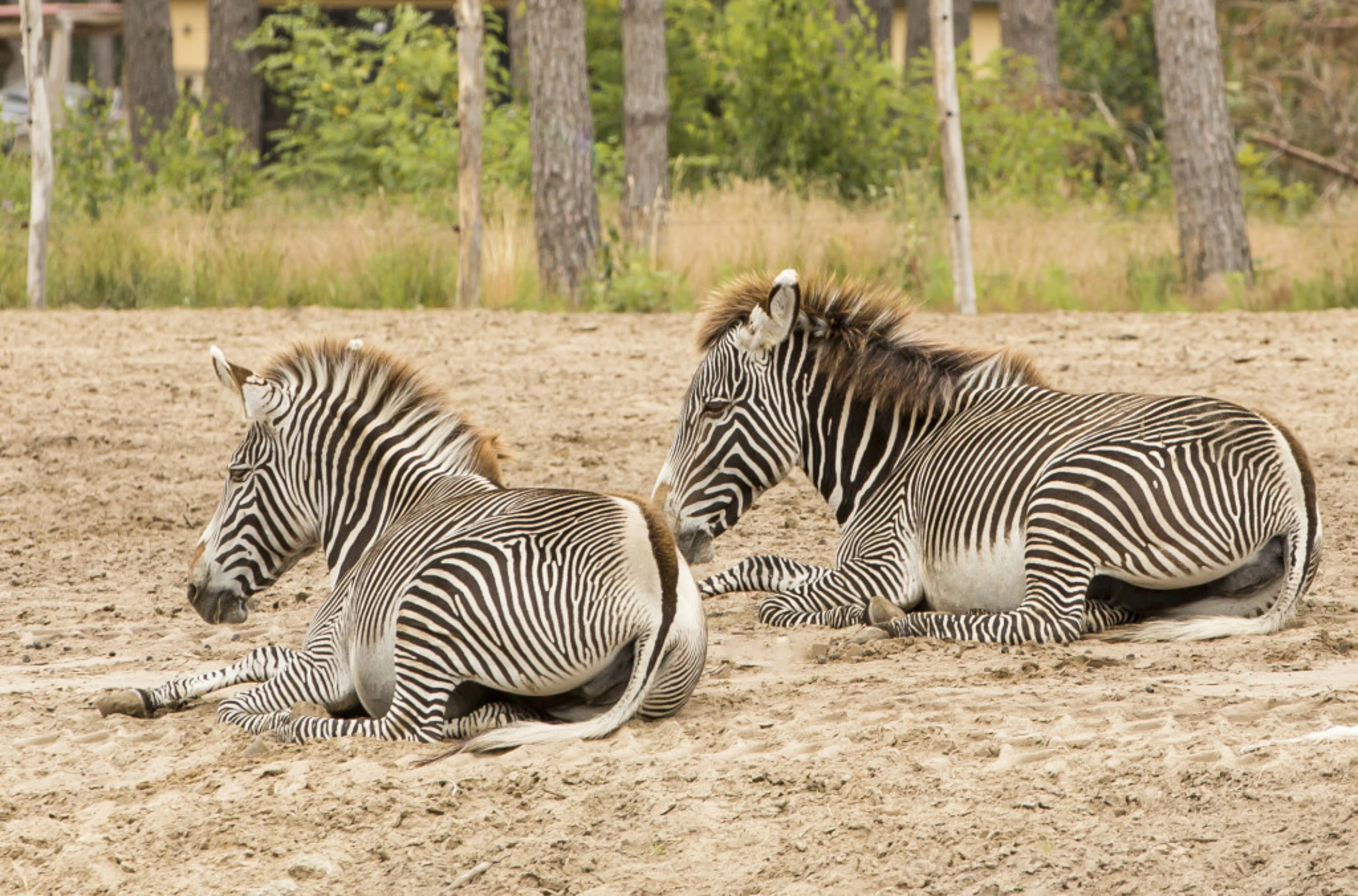 Safari resort beekse bergen zebras vlakte