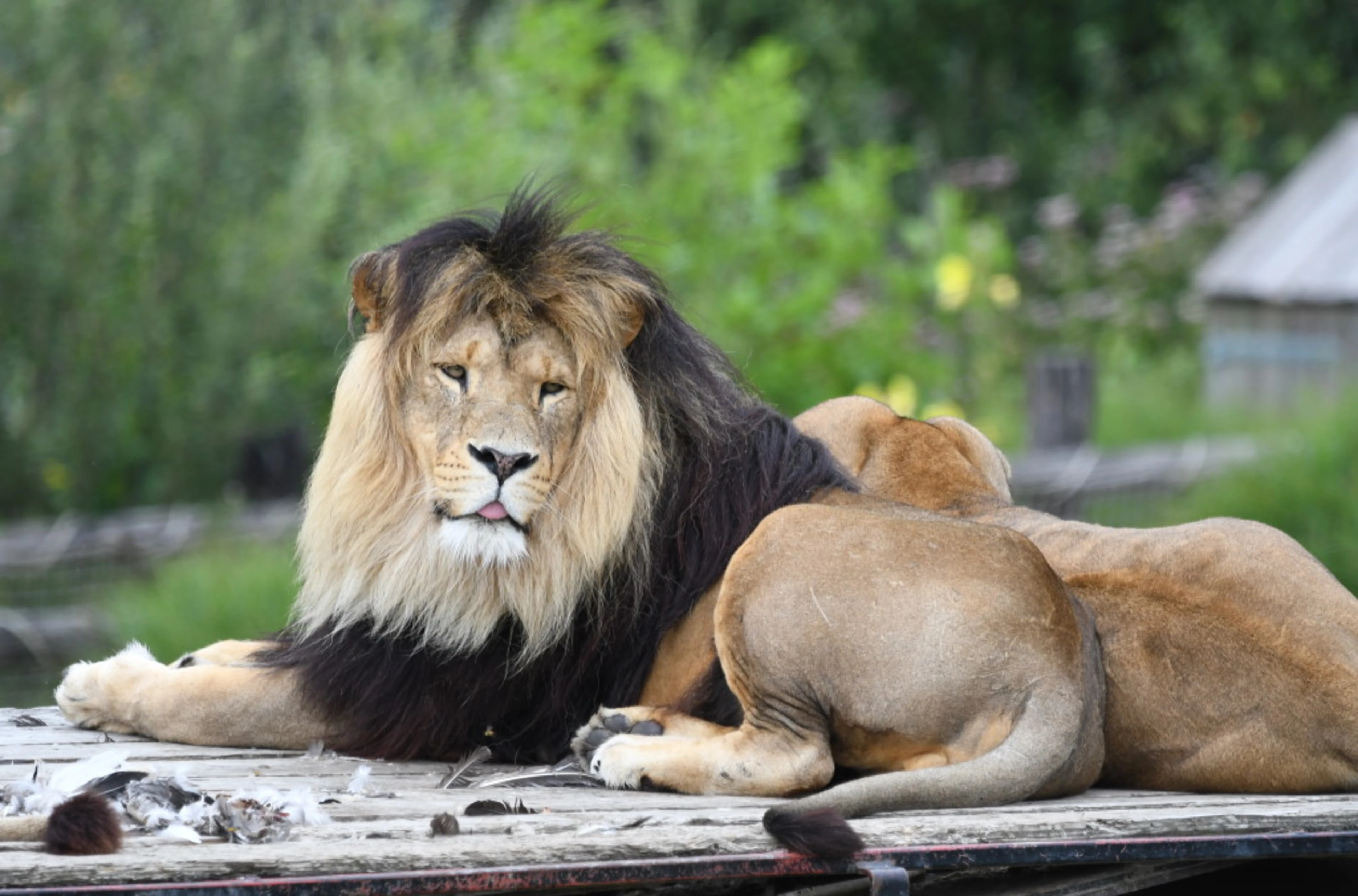 Safaripark beekse bergen leeuw