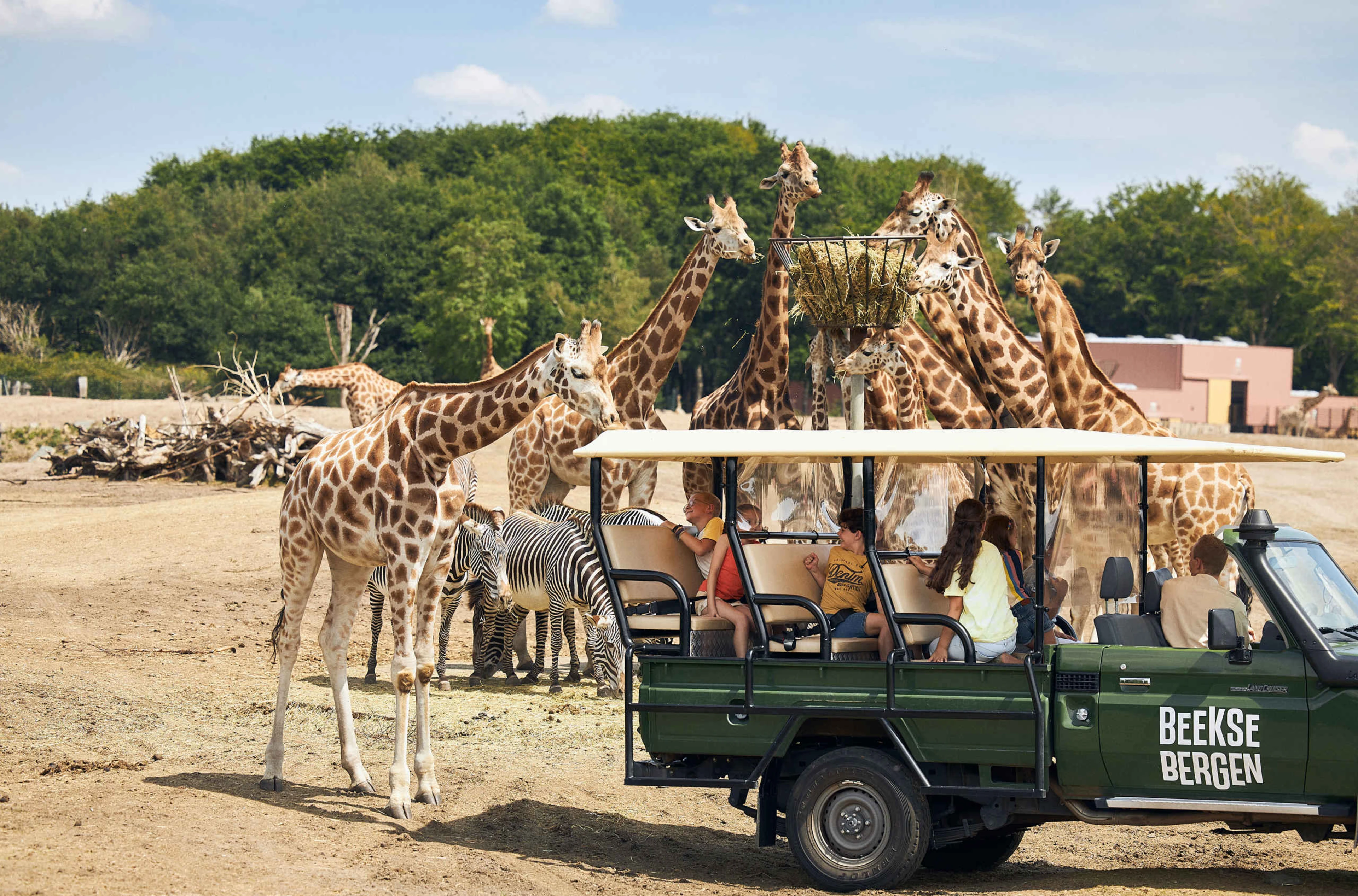 beekse-bergen-safaripark-gamedrive-zomers-giraffen-jeep