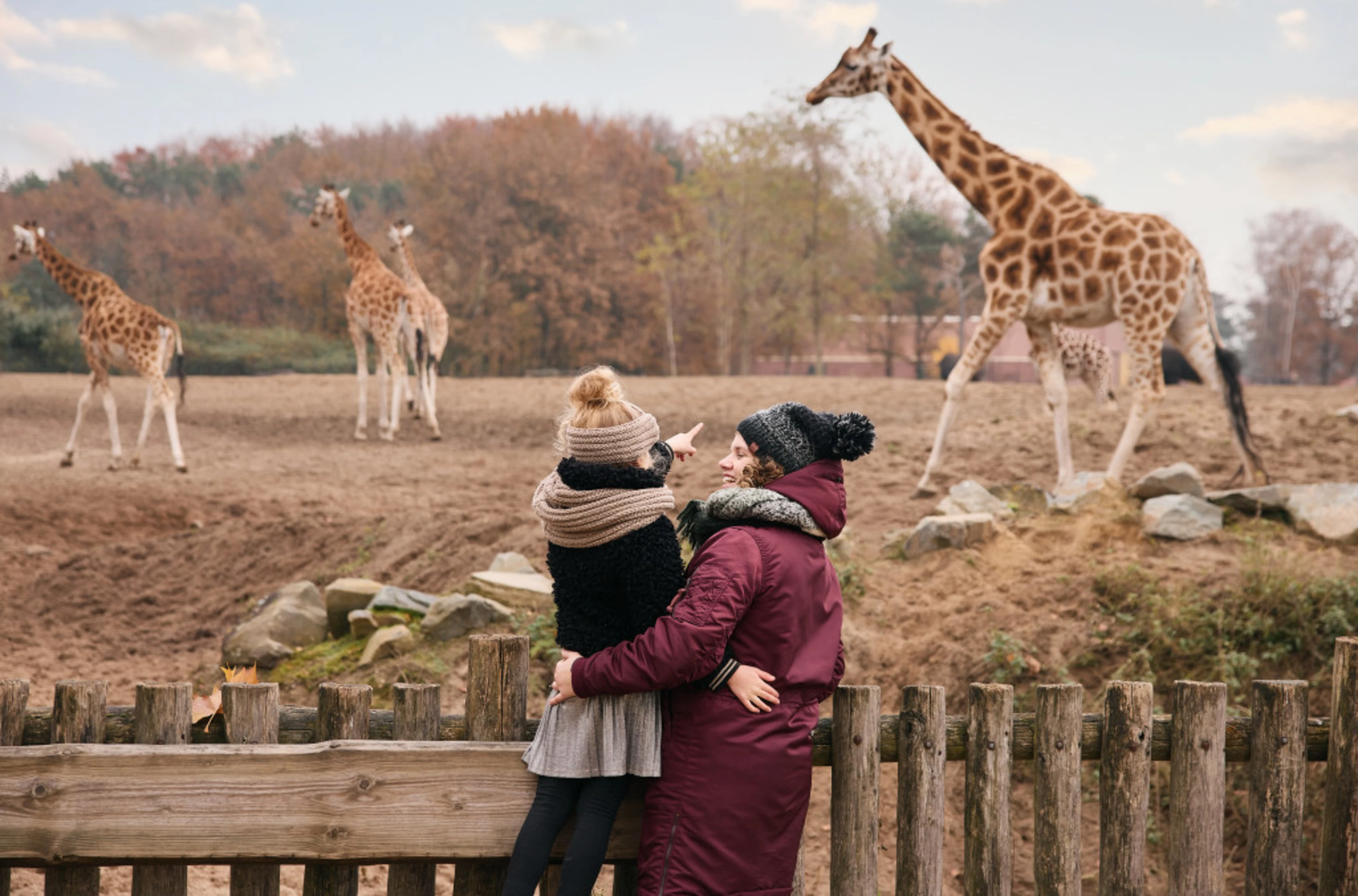 Beekse Bergen safaripark giraffe moeder kind winter