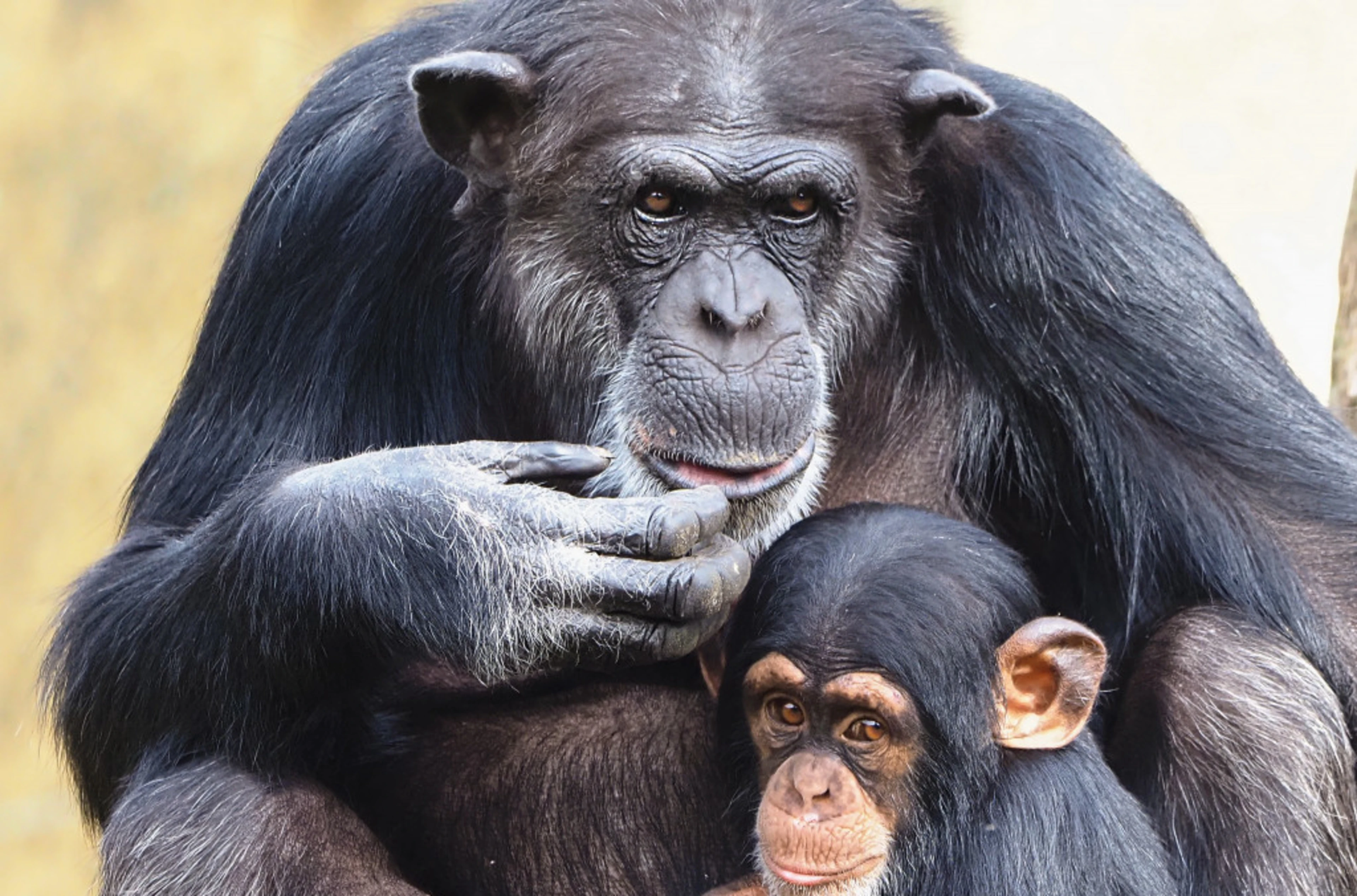 Beekse bergen chimpansee Safaripark