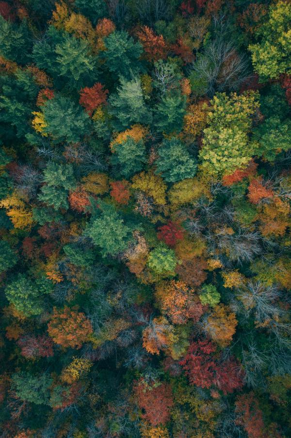 martin-sanchez-autumn-trees-unsplash