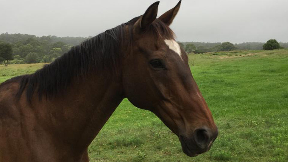 Re Ray - The Horse I Bred