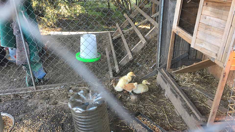 Chookshed I Built With My Cousin