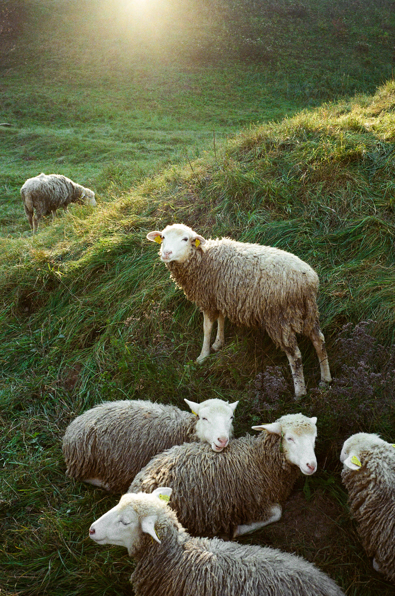 Such cozy and beautiful view, with sun shining bright above and sheep lying down lovingly. One of the sheeps is looking into the camera and feels like its happy and smiling.