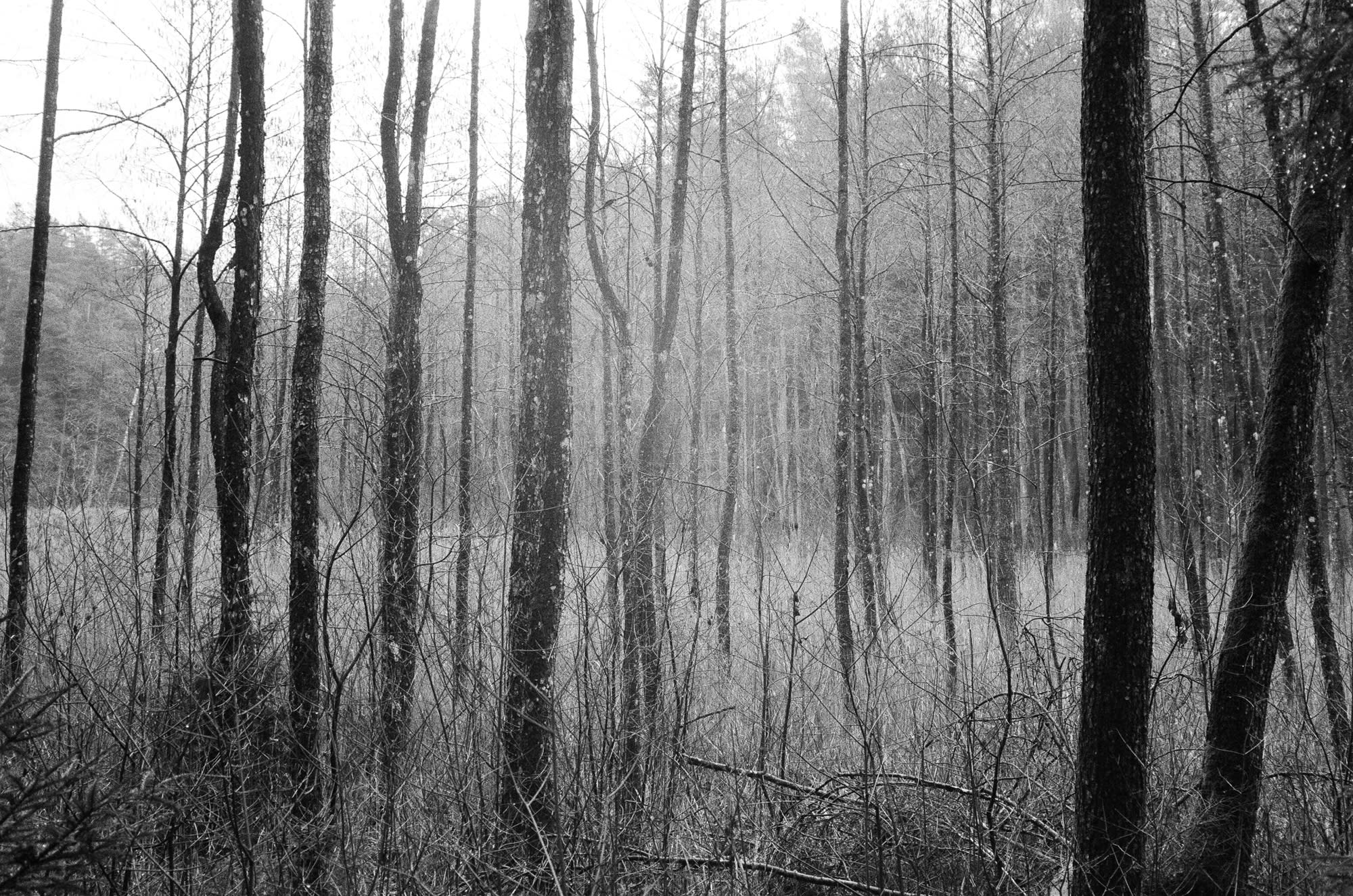 Contrasty and foggy forest.