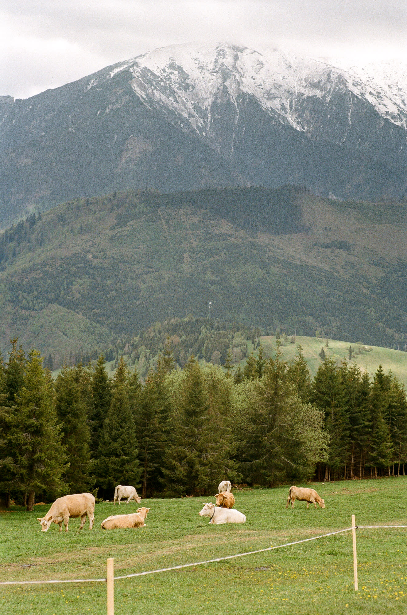Cows living in the background of mountains.
