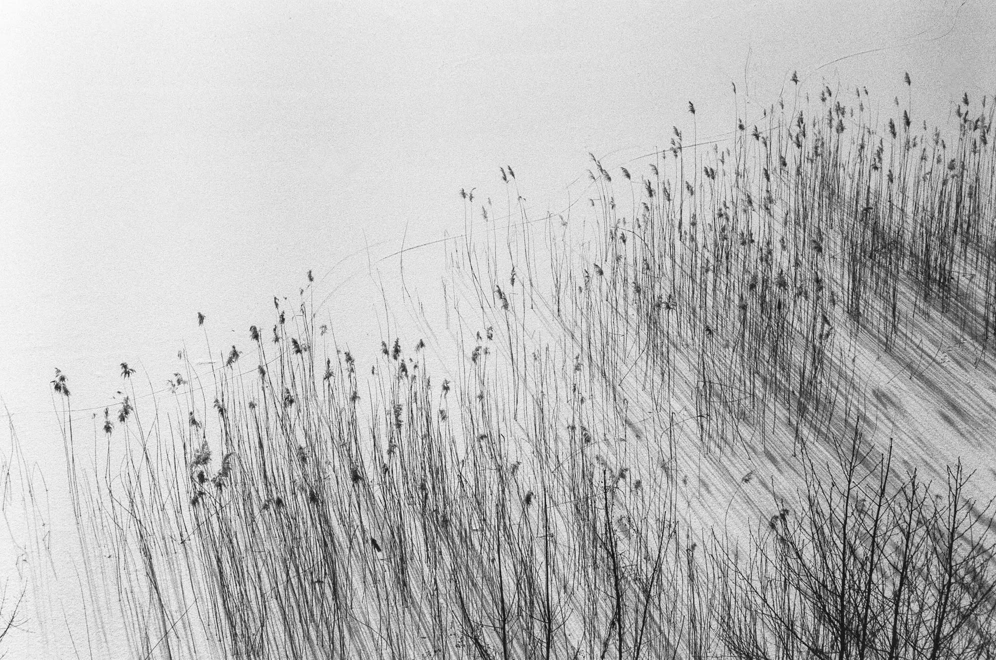 On frozen lake grew some reeds or something like that, with the light that was there it was beautiful and created a sort of painting like image. One of the greatest images of mine.
