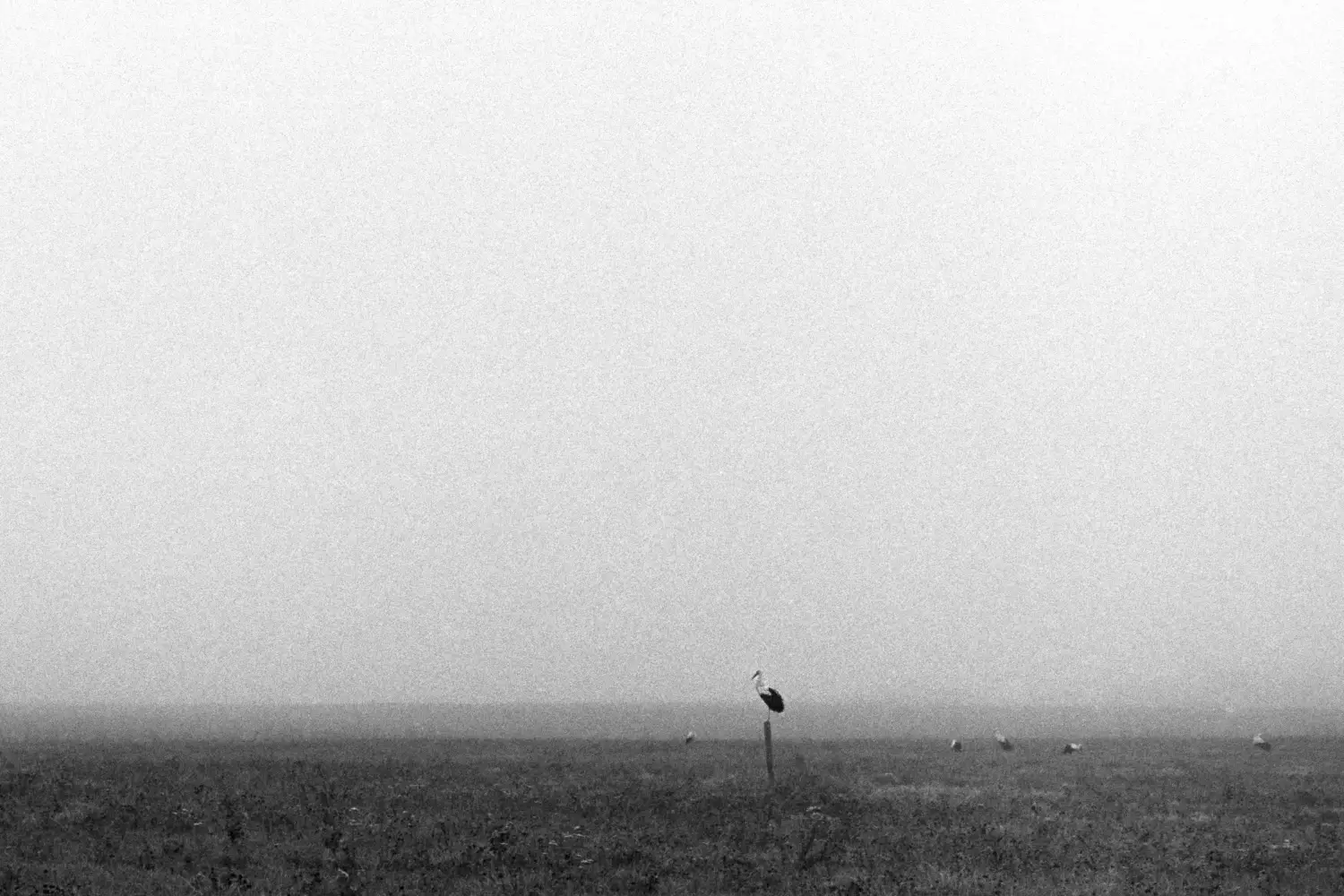 Stork in the foggy field standing like a king on a single wood pipe. In the background other storks are picking up food on the grass.