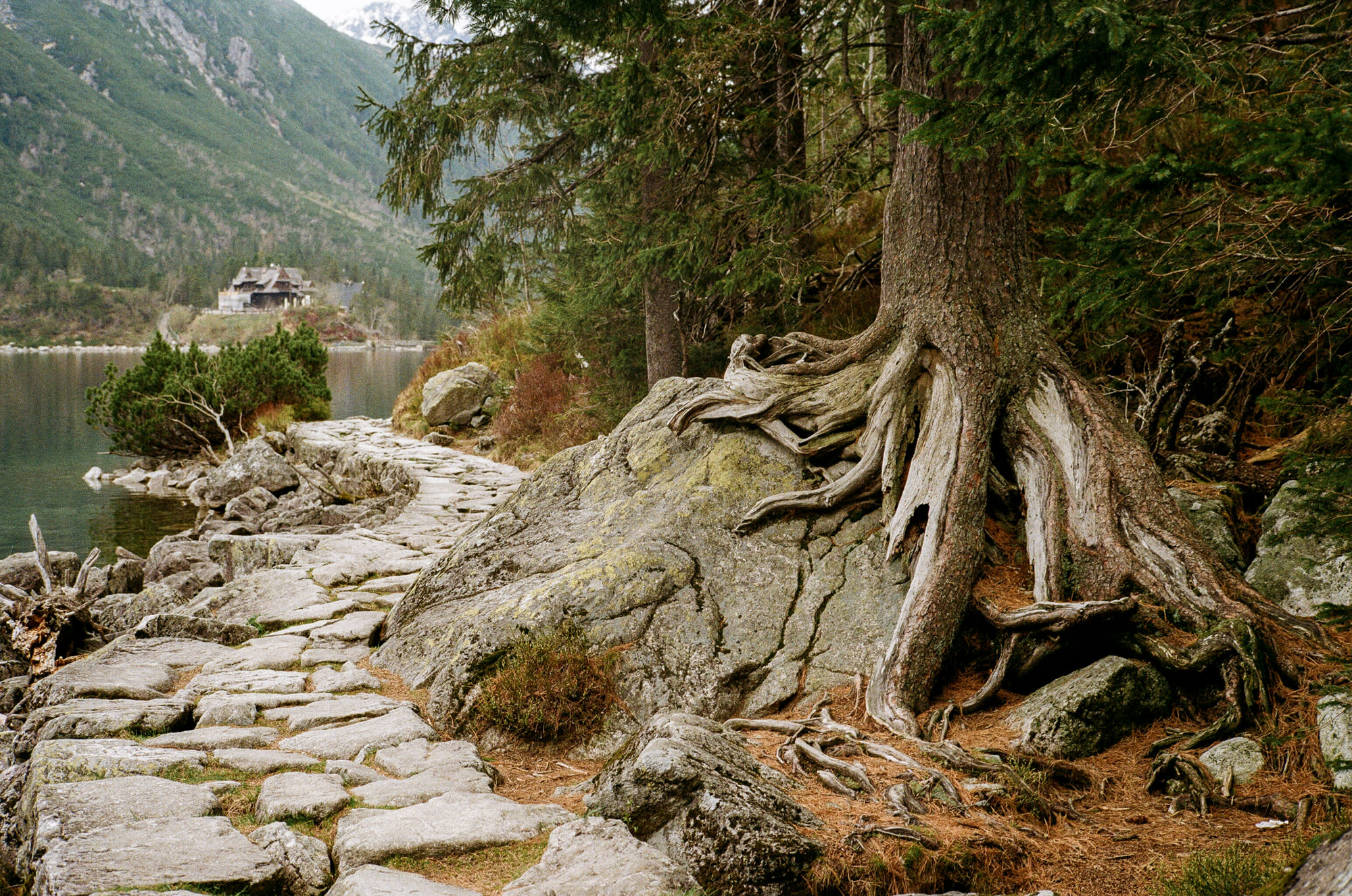 Trees and paths of Zakopane. Twisted tree rooted into stone and ground seems like.