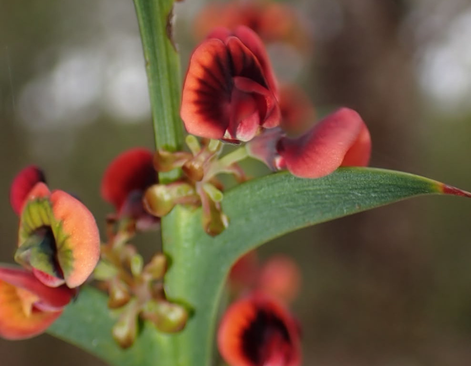 Despite its prickly foliage, this native shrub rewards walkers with brilliant orange and red pea-shaped flowers that bring warmth and colour to the spring landscape.