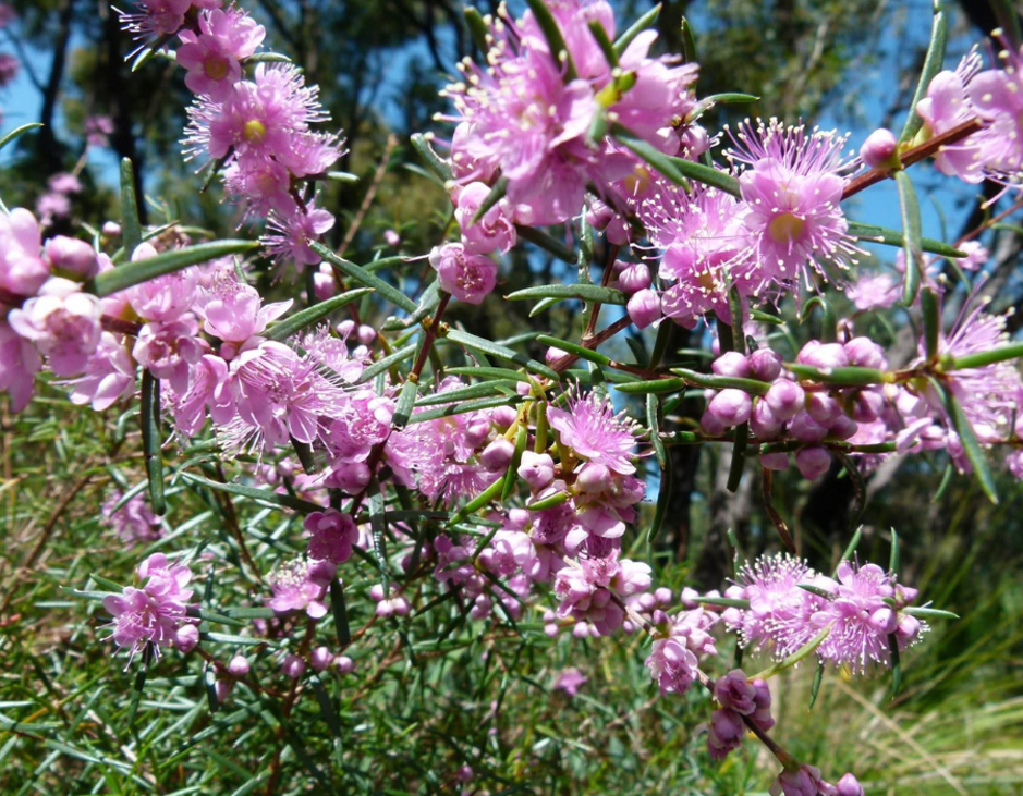 Bursting with masses of soft pink pom-pom flowers, Swan River Myrtle creates spectacular displays throughout spring. Rich in nectar, it's a favourite of birds, bees and photographers alike.