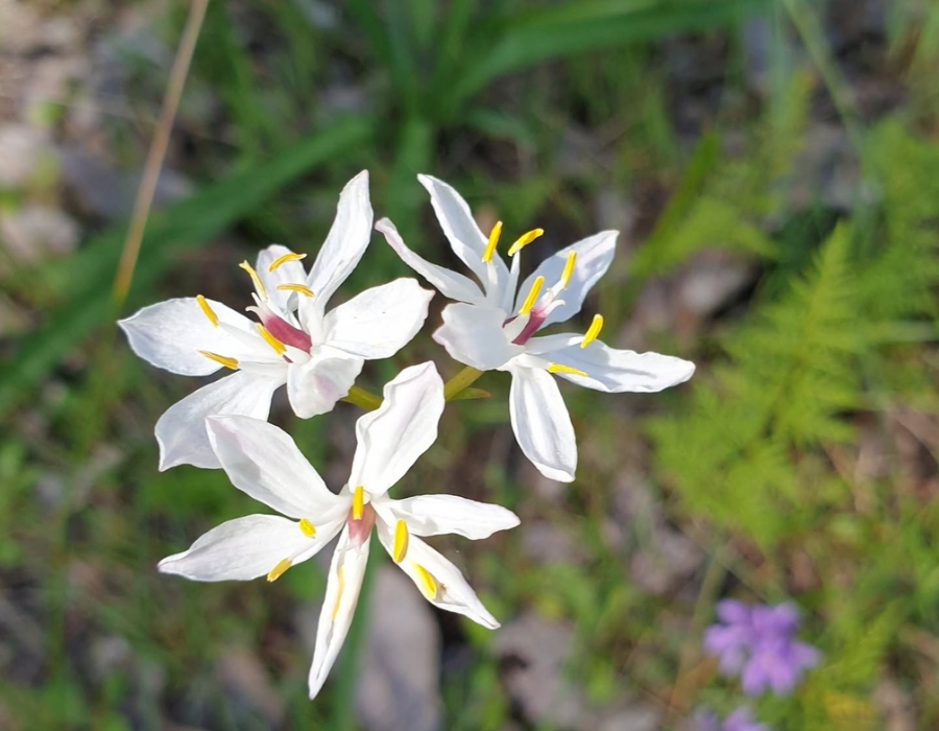 Simple yet striking, Milkmaids produce clusters of crisp white flowers that stand out beautifully against the green bushland. 