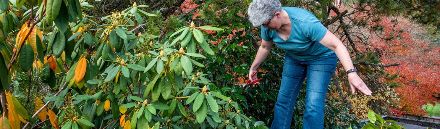 Preparing for green waste collection