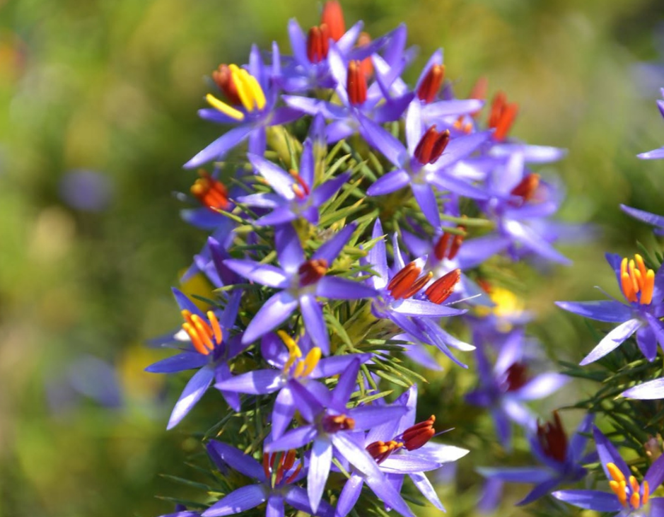 One of spring's brightest stars, the Blue Tinsel Lily is instantly recognisable thanks to its vivid blue petals and golden-yellow centre. Often found growing among open woodland, it's a beautiful reminder of just how colourful our native bush can be. 