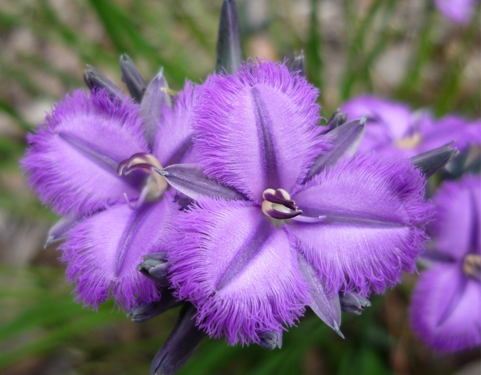 With its delicate, finely fringed petals, the Fringed Lily is one of the bush's most elegant wildflowers. Its intricate blooms are especially rewarding for keen photographers.