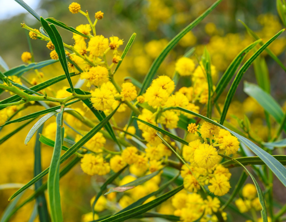 Nothing says spring quite like a burst of golden wattle. These cheerful blooms brighten the landscape while providing an important food source for birds, bees and native insects.