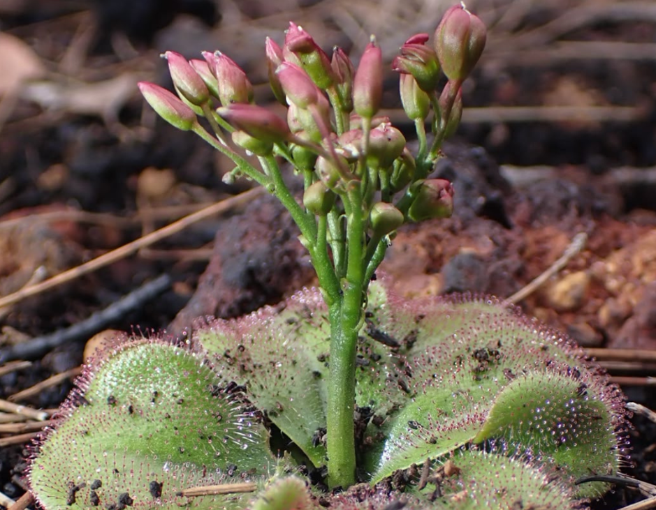 One of the smallest but most fascinating wildflowers you'll encounter, the Red Ink Sundew is carnivorous. Its sticky leaves capture tiny insects, helping it thrive in nutrient-poor soils.