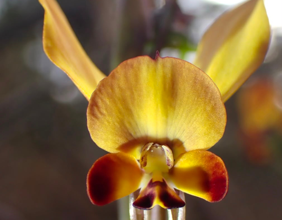 One of Western Australia's most iconic orchids, the Donkey Orchid takes its name from the pair of petals that resemble donkey ears. 