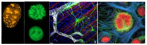 Fluorescent-labeling-of-proteins.webp