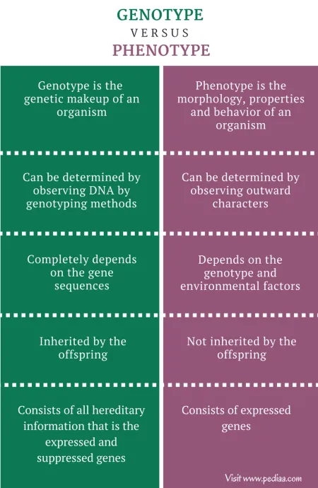 Difference-Between-Genotype-and-Phenotype-Comparison-Summary-1.webp
