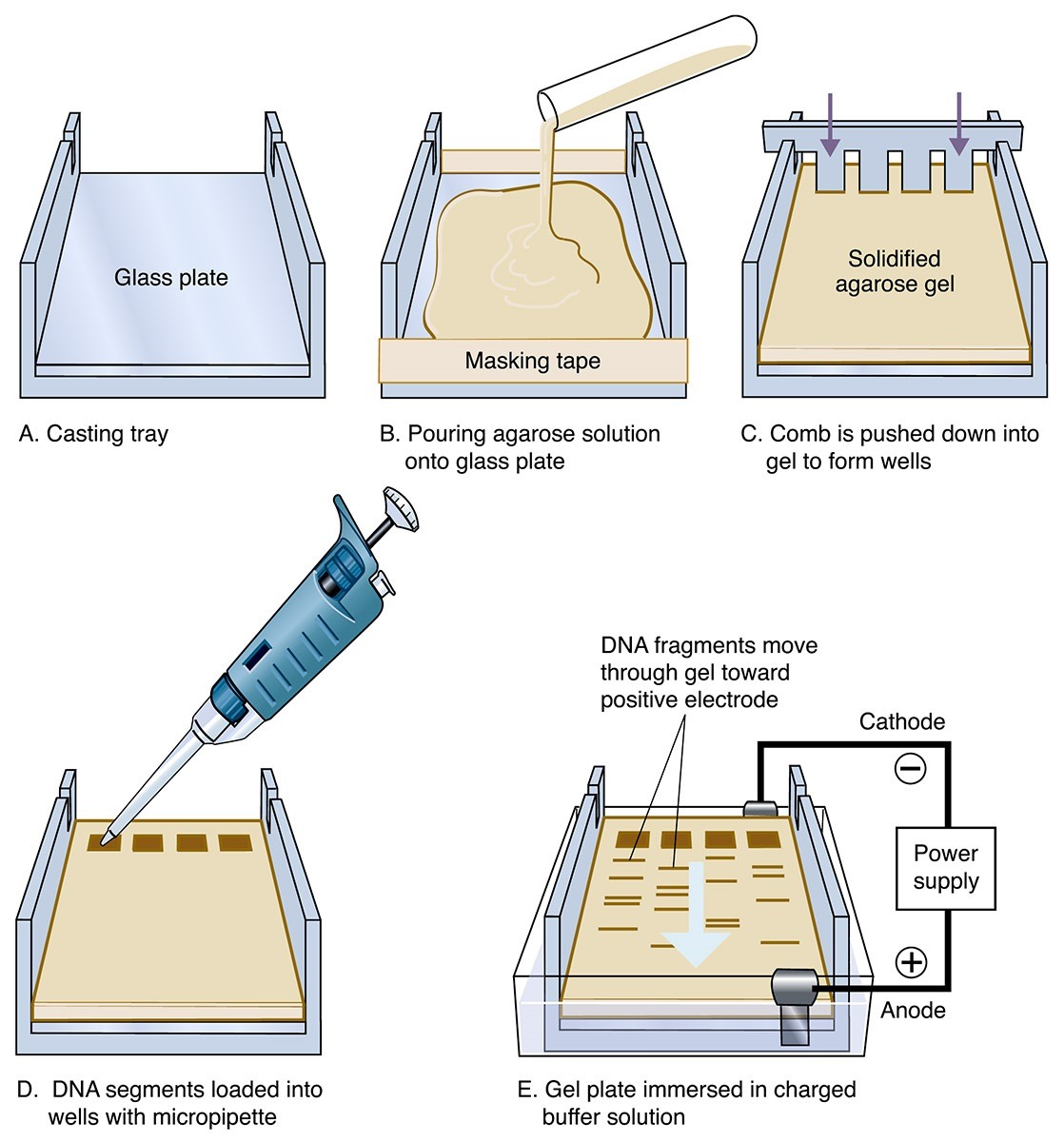 Electrophoresis-Set-up-1-3053789344.jpg