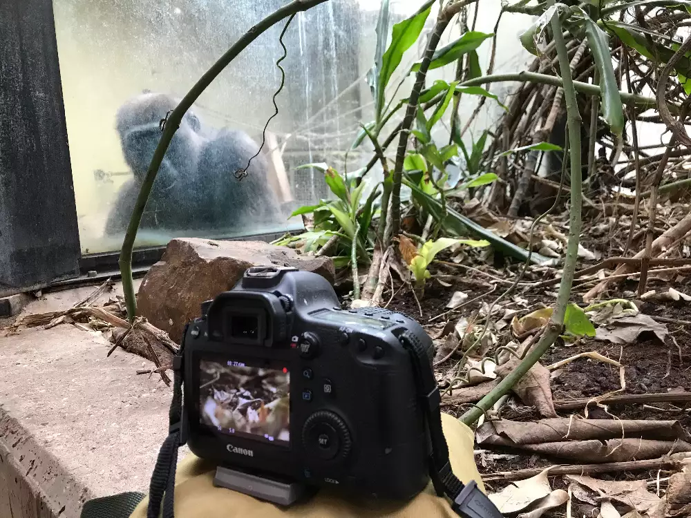 gorilla watching the artist watching the ants, with a camera focussing on the ants