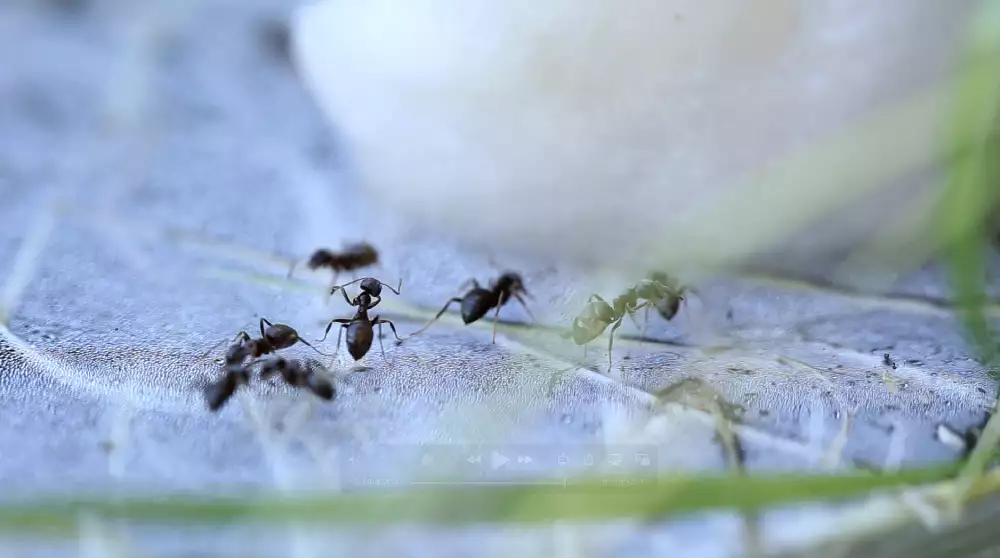 'Ants washing their antennae after feeding’. Observing ant activity in the grounds of ARTIS, Amsterdam  © Heather Barnett