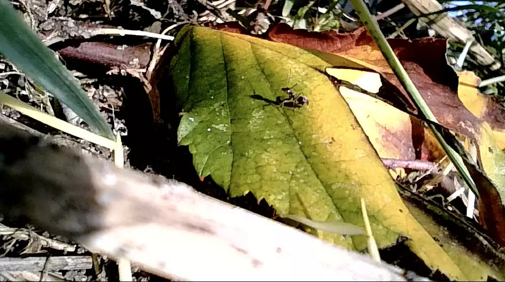 ant on a leaf, zoomed in image