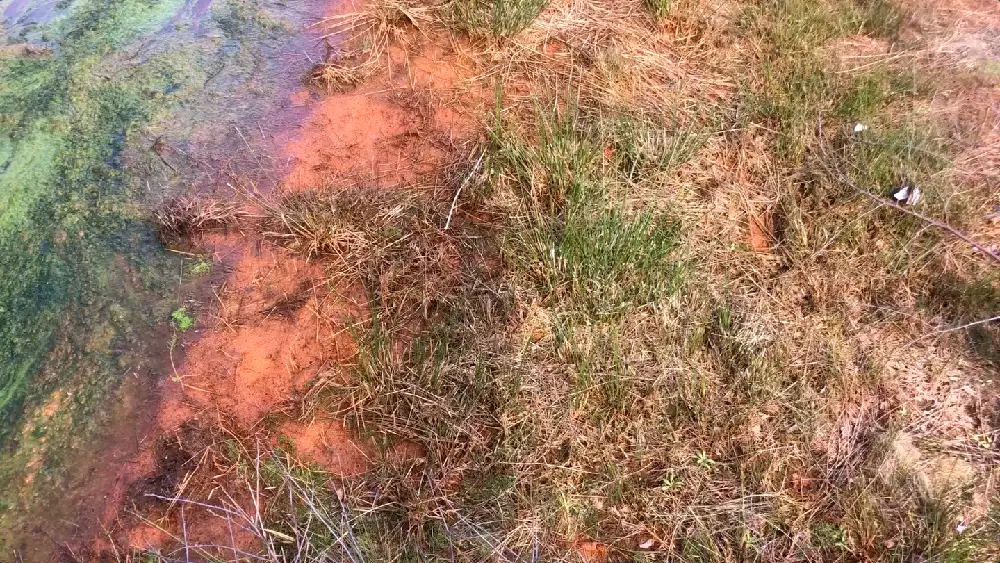 Image of a shrub-like ground going into water, the ground changes colour as it meets the water