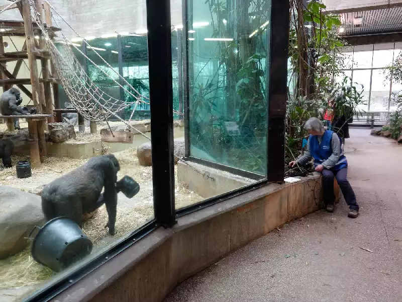 The artist observing ants in a planter to the right hand side of a gorilla enclosure in the zoo. A large gorilla faces her behind the glass wall