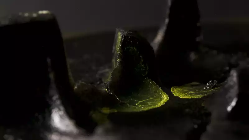 A dark photograph of slime mould against a black background