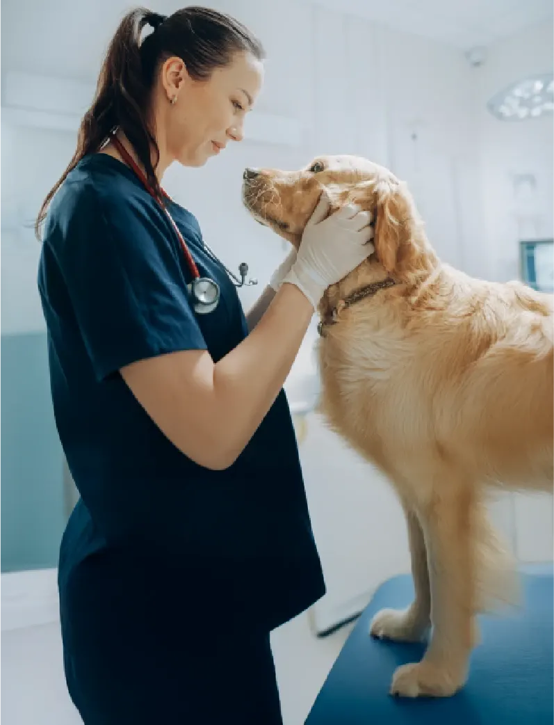 20% dcto en Petsmann