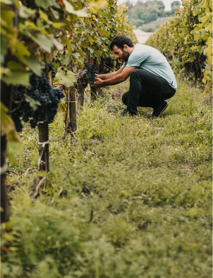 20% dcto en Viña Emiliana