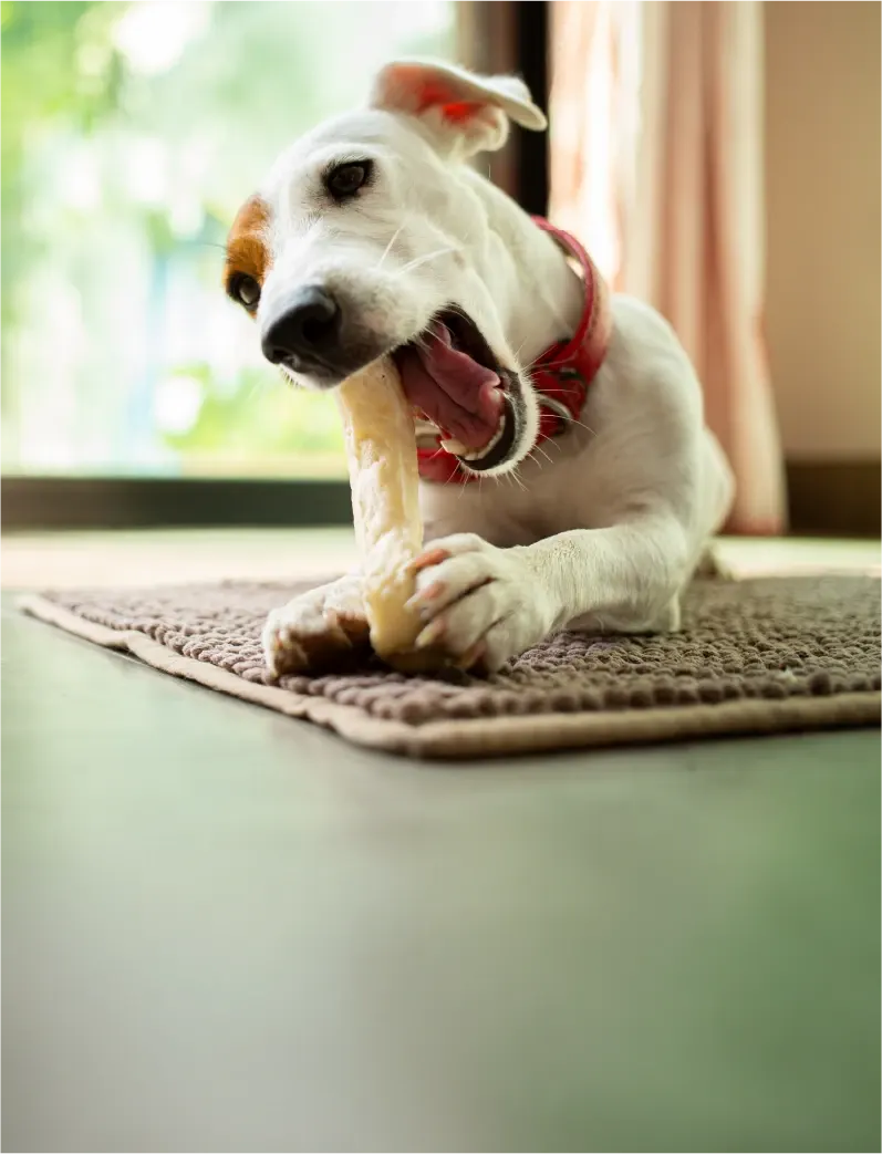 20% dcto en South Bites