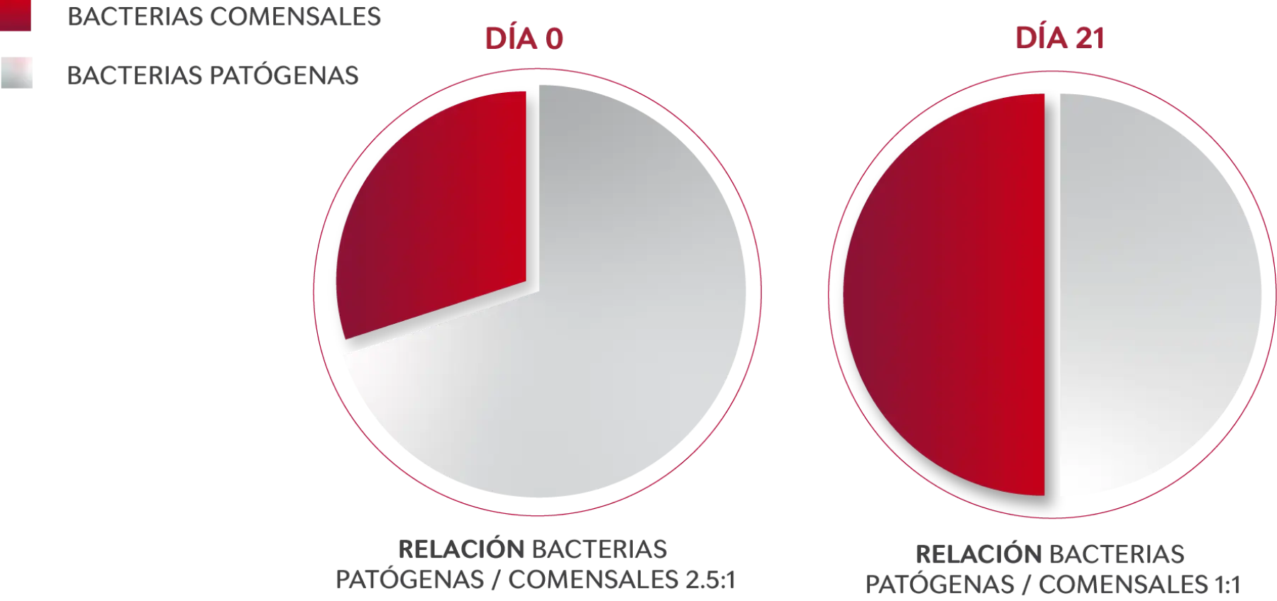 Relación bacterias patógenas / comensales - día 0 / día 21