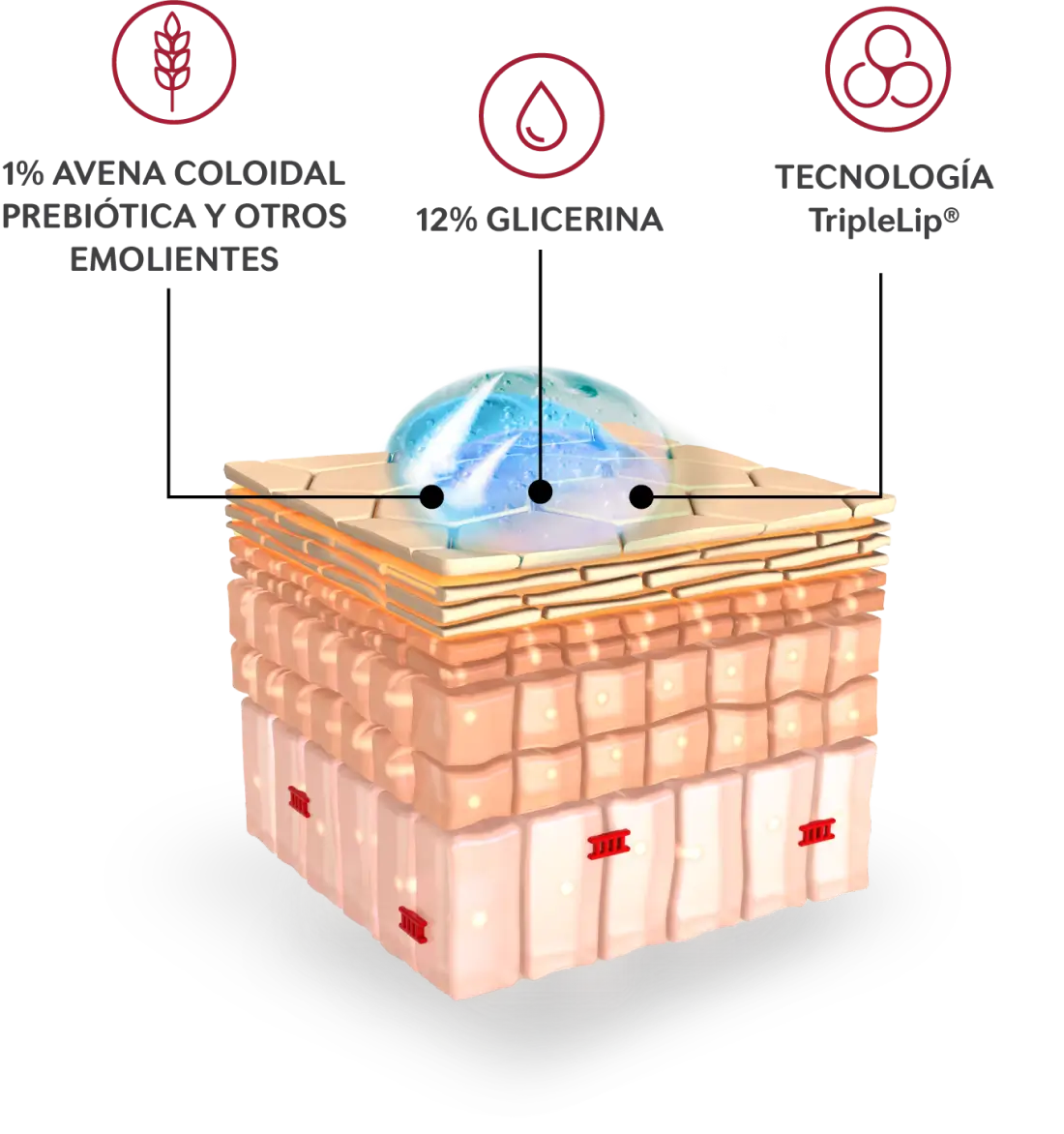 1% Avena coloidal - 12% Glicerina - Tecnología TripleLip®