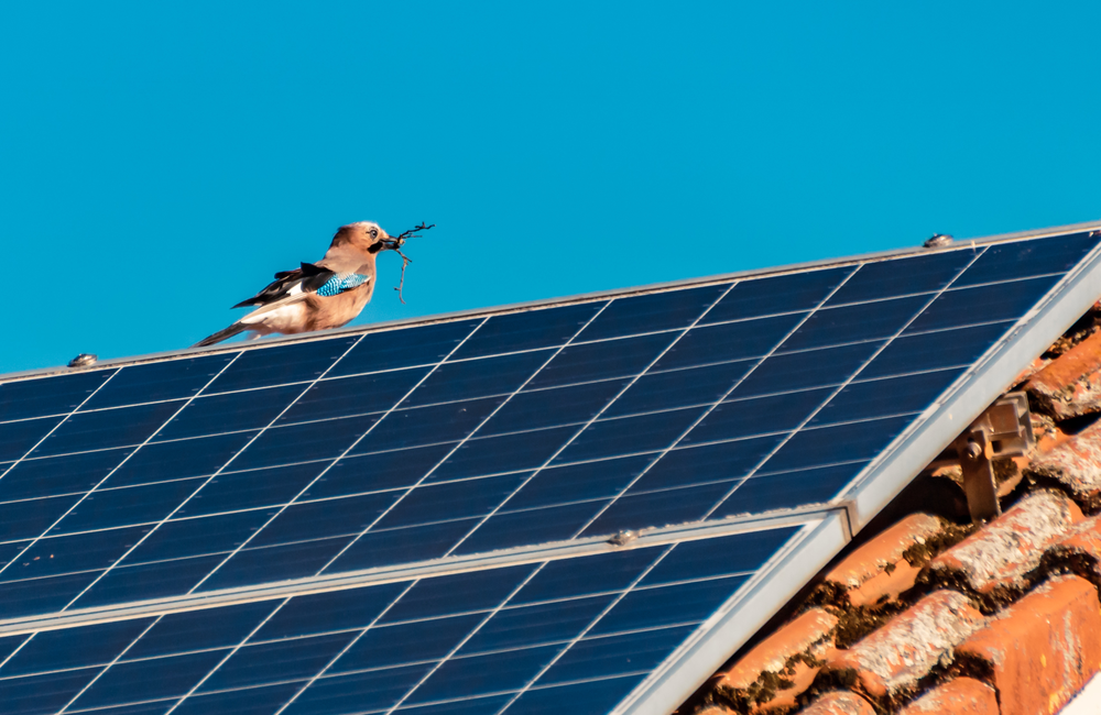 solar panel damage caused by birds