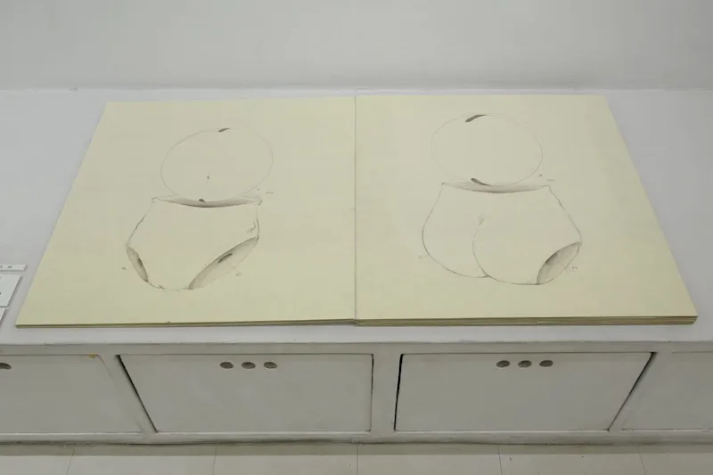 body parts - 表示 3