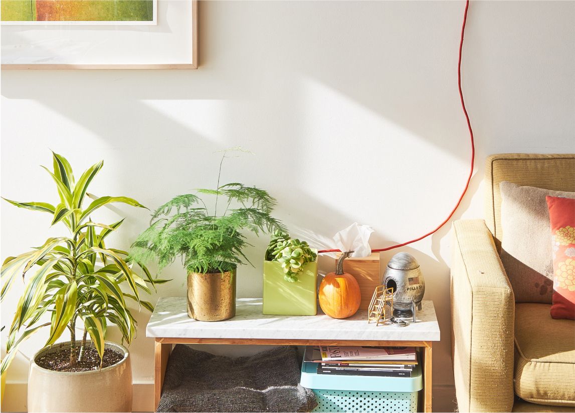 Living room with a couch and table with plants