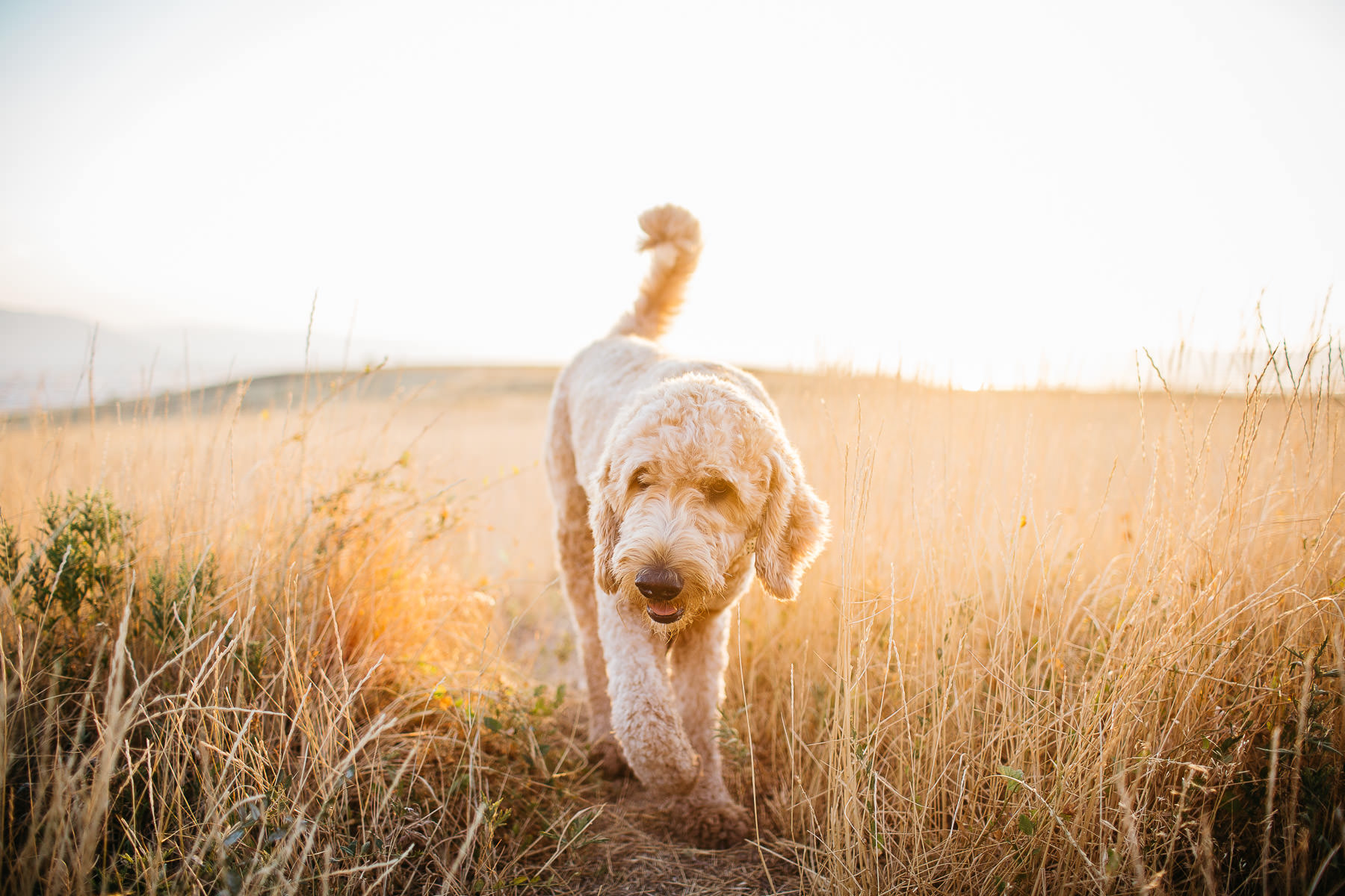 salt-lake-city-family-lifestyle-phtpographer-golden-field-31
