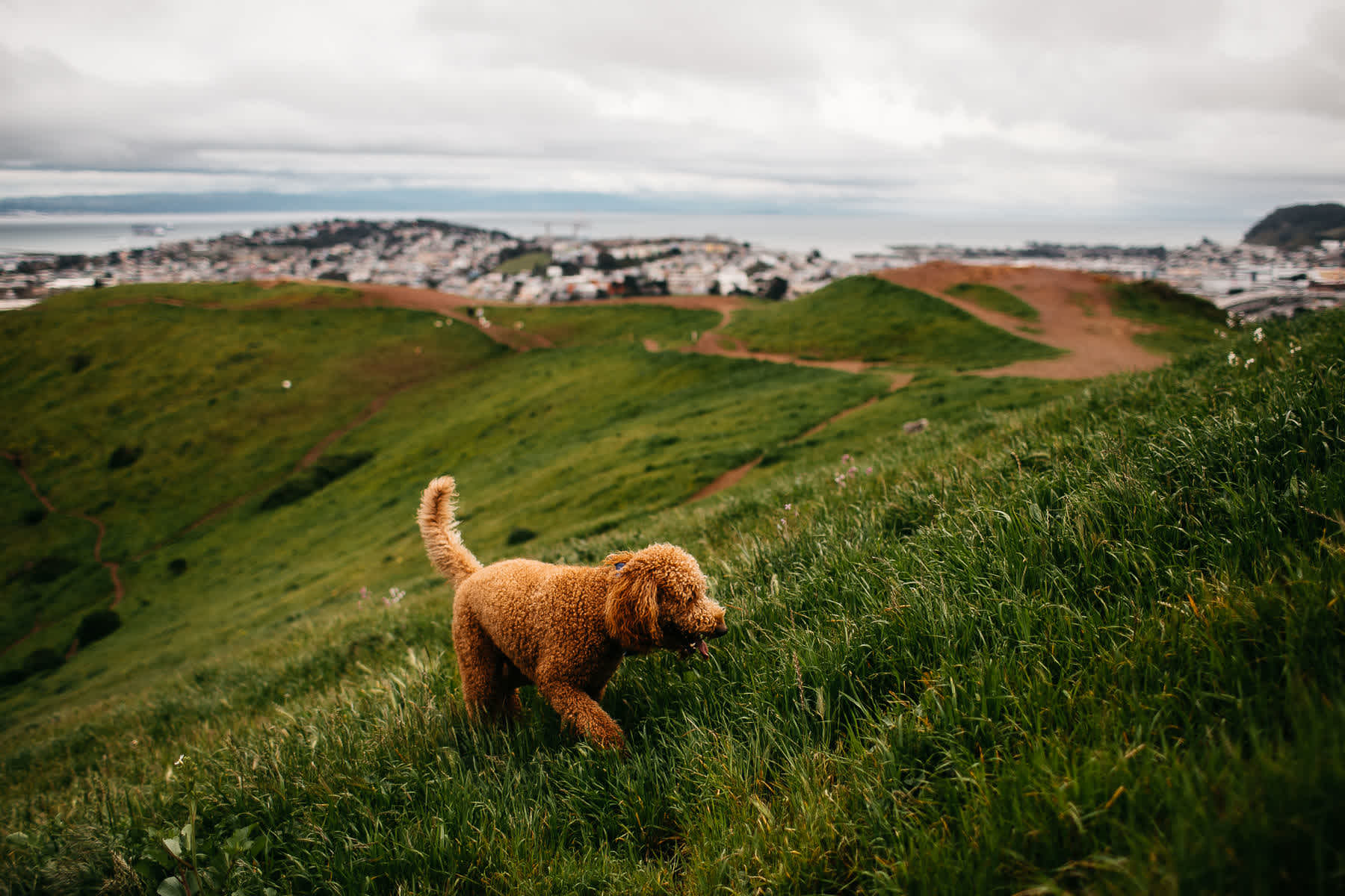 bernal-heights-birch-1