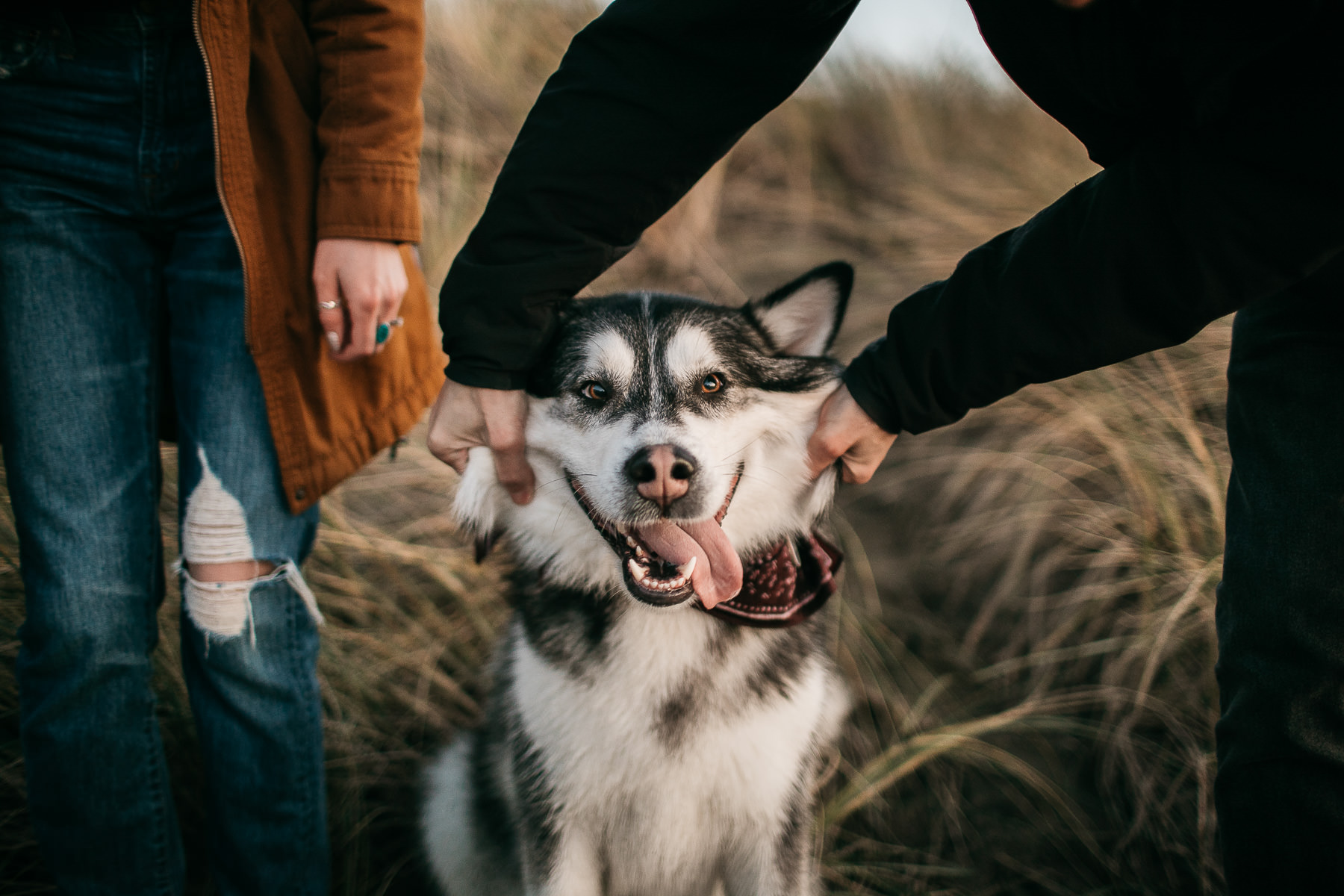 ocean-beach-sf-malamute-couple-session-golden-light-34