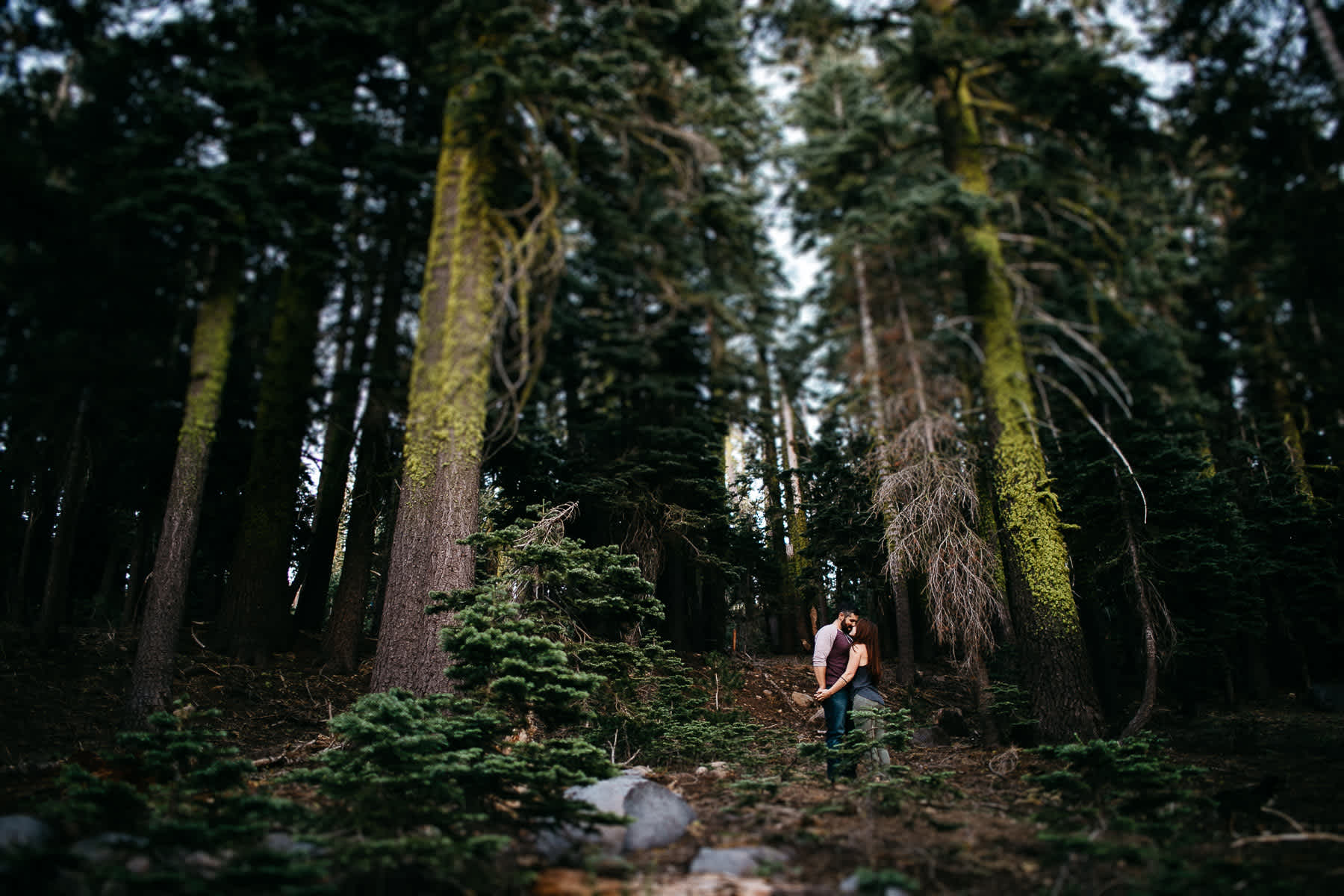 lake-tahoe-forest-donner-sunset-couple-session-8