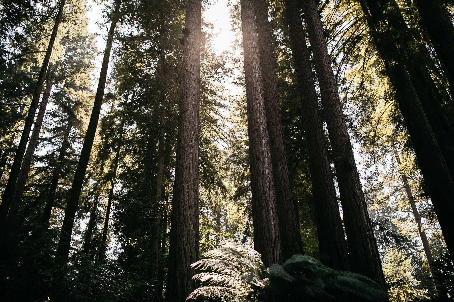 nestldown-micro-wedding-elopement-santa-cruz-sunset-33