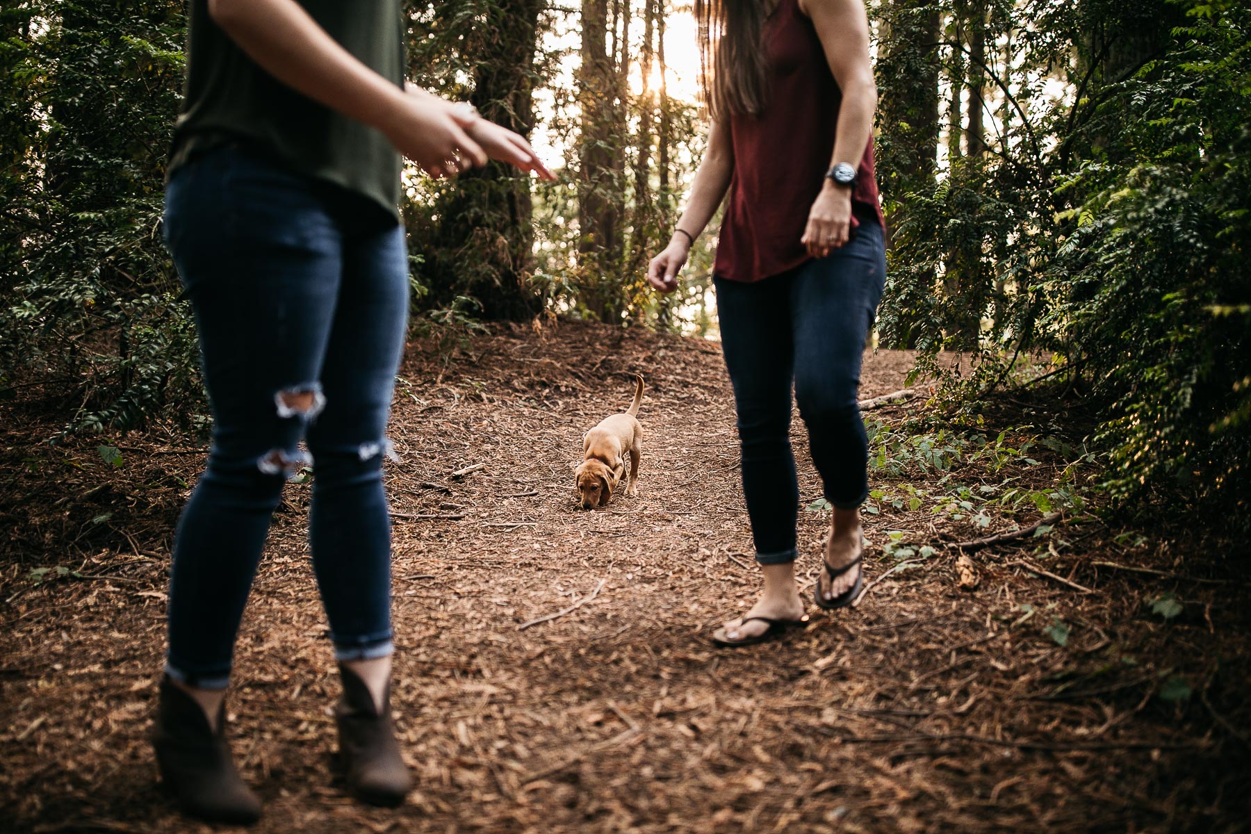 oakland-redwoods-new-puppy-session-labrador-15