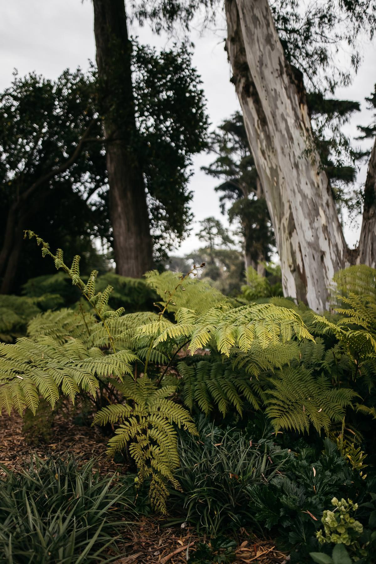 golden-gate-park-celebratory-garden-micro-wedding-elopement-4