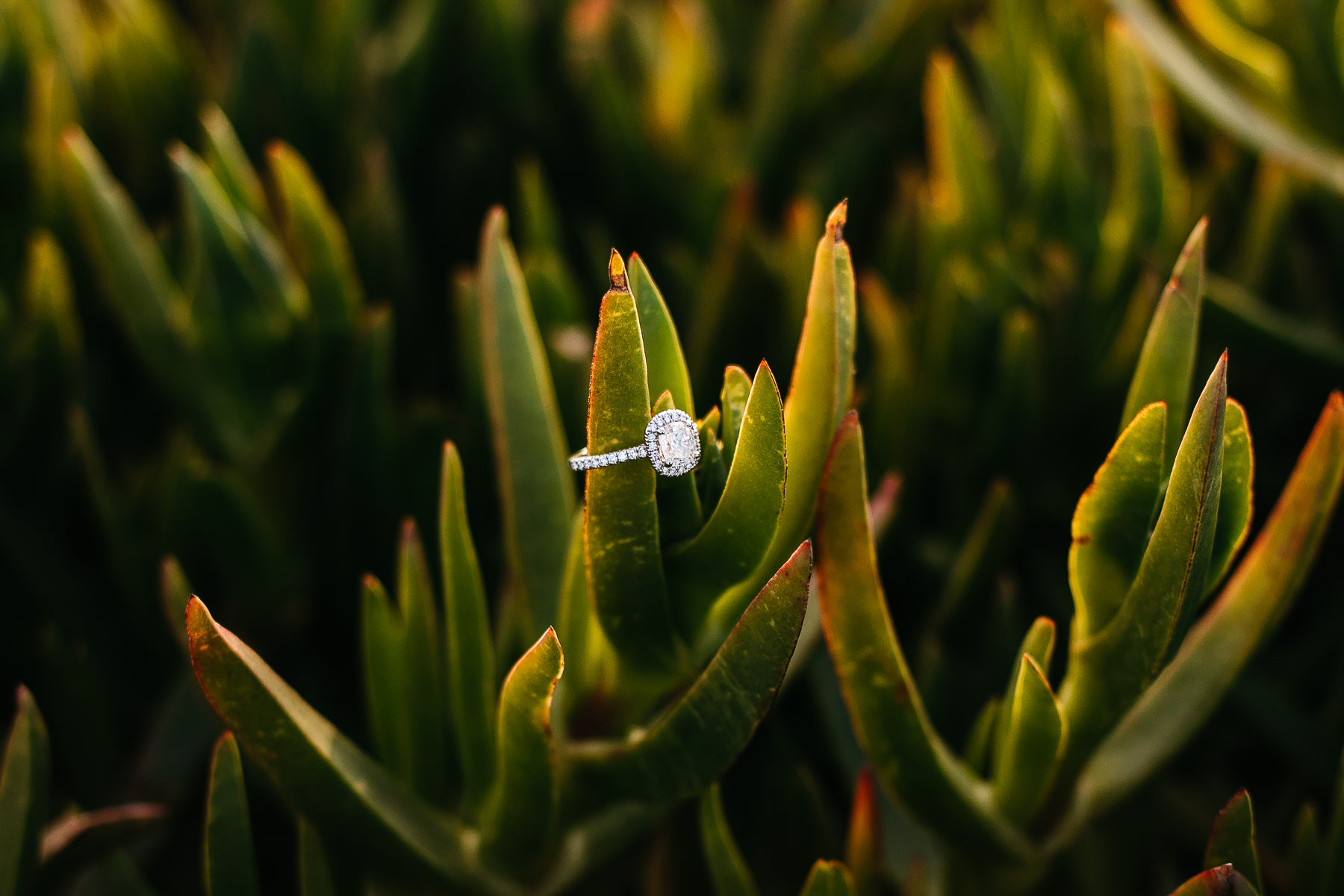 fort-funston-engagement-session-sunset-fun-beach-session-28