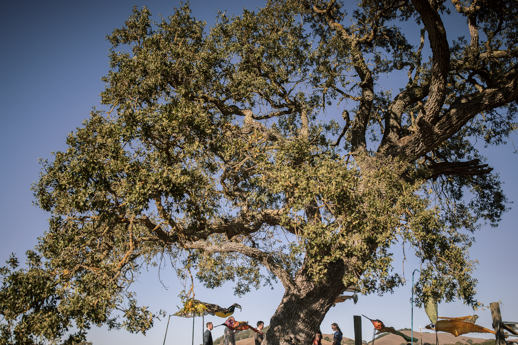 Monkey-ranch-petaluma-golden-hills-wedding-66