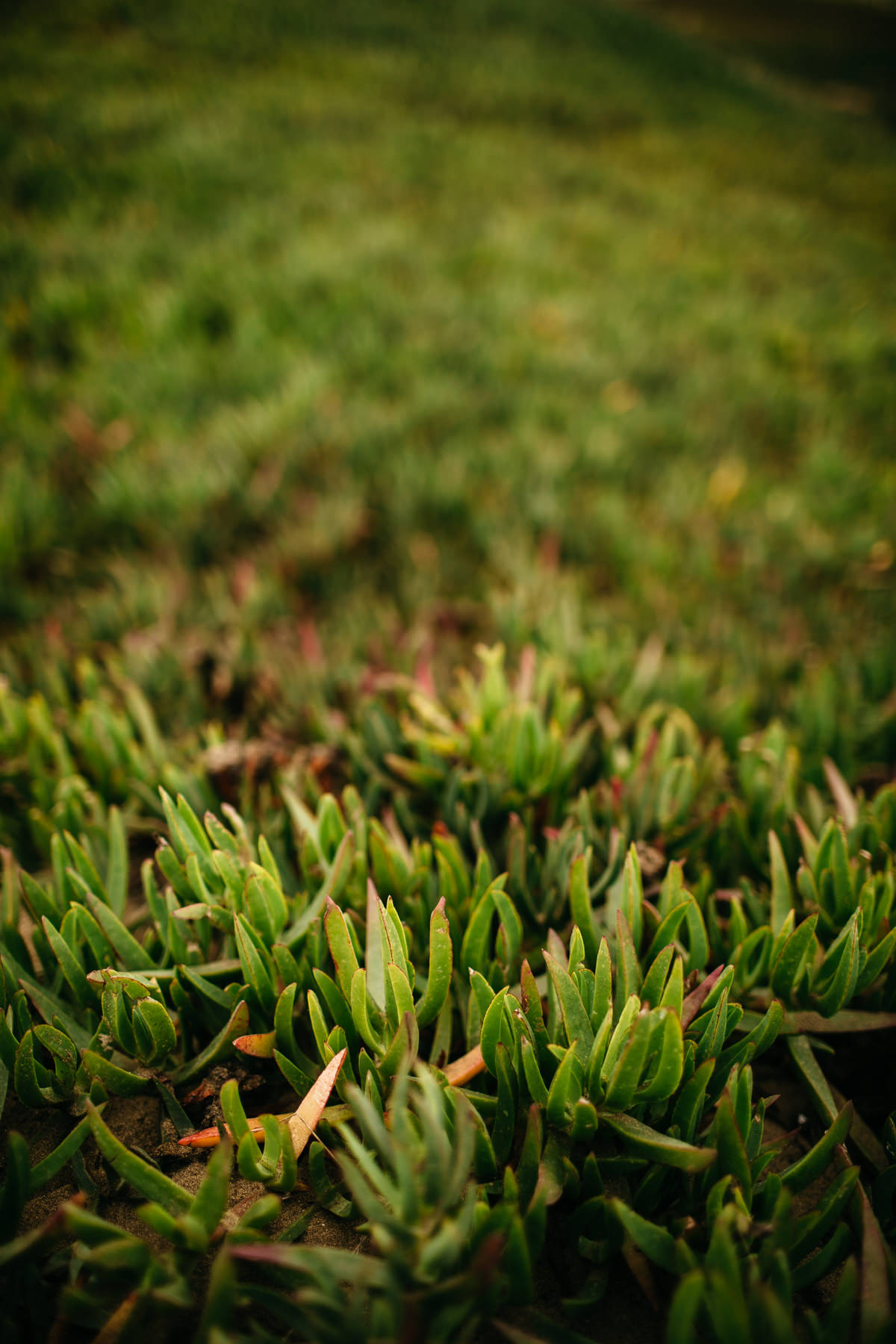 fort-funston-foggy-fun-beach-water-engagement-session-33
